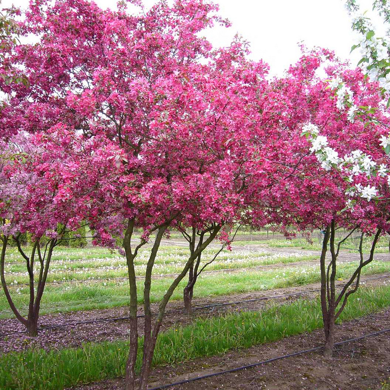 malus profusion 1