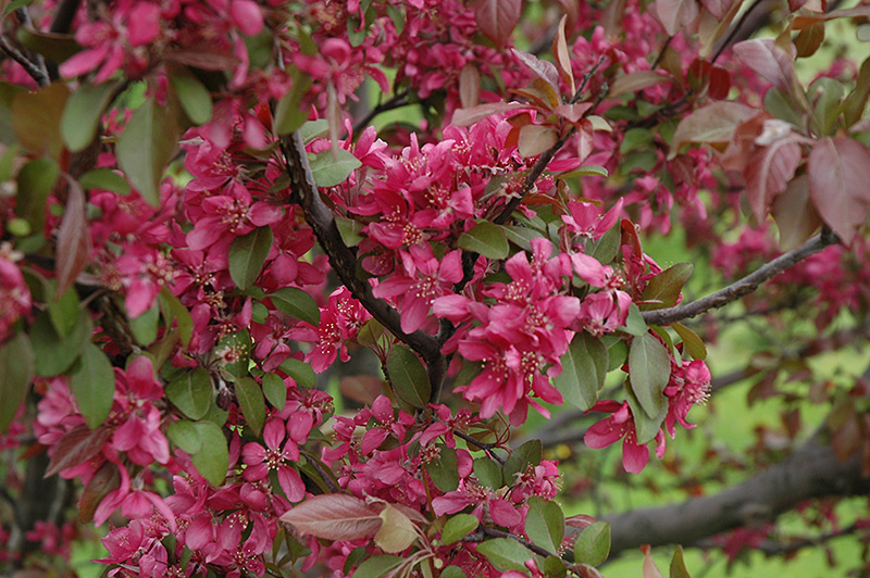 malus profusion 2