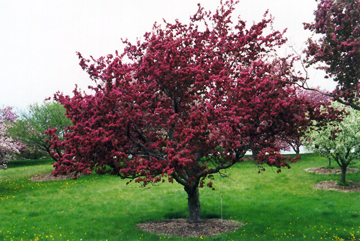 malus profusion