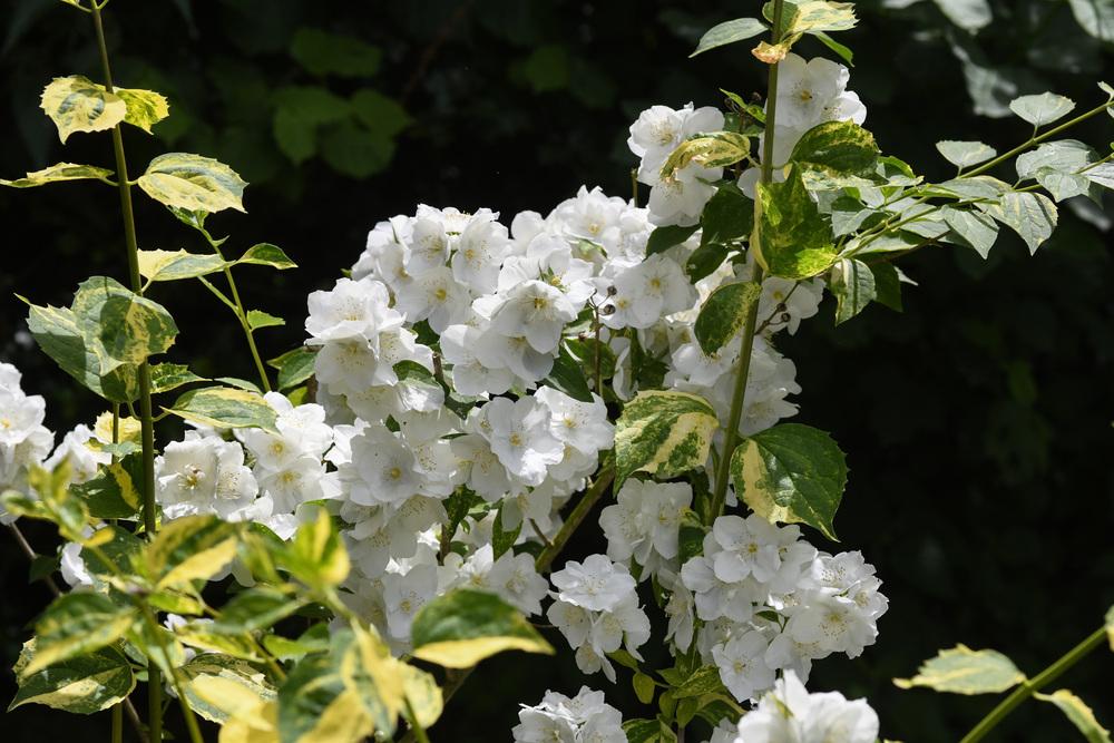 philadelphus innocence 1
