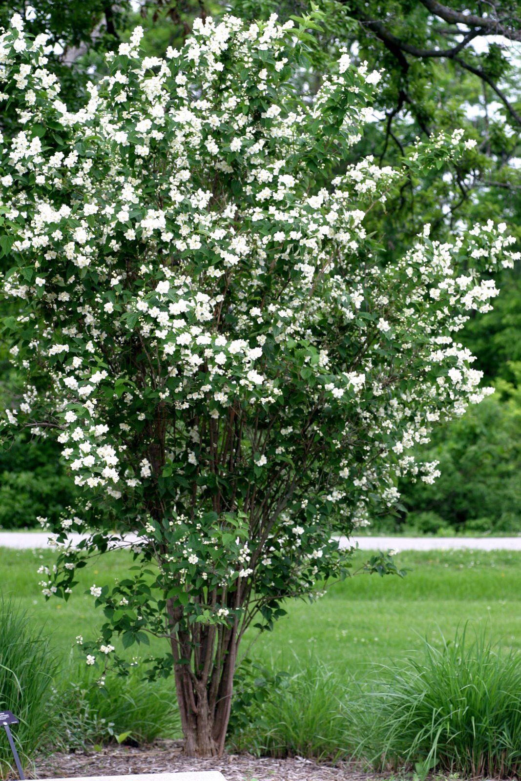 philadelphus innocence 2