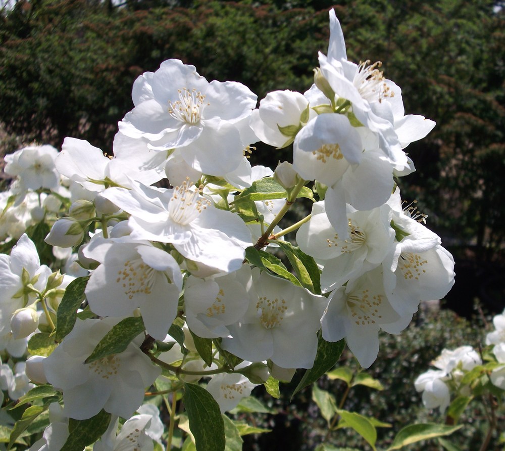 philadelphus innocence