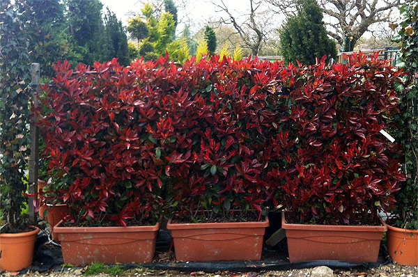 photinia 1