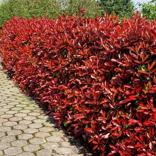 photinia 2