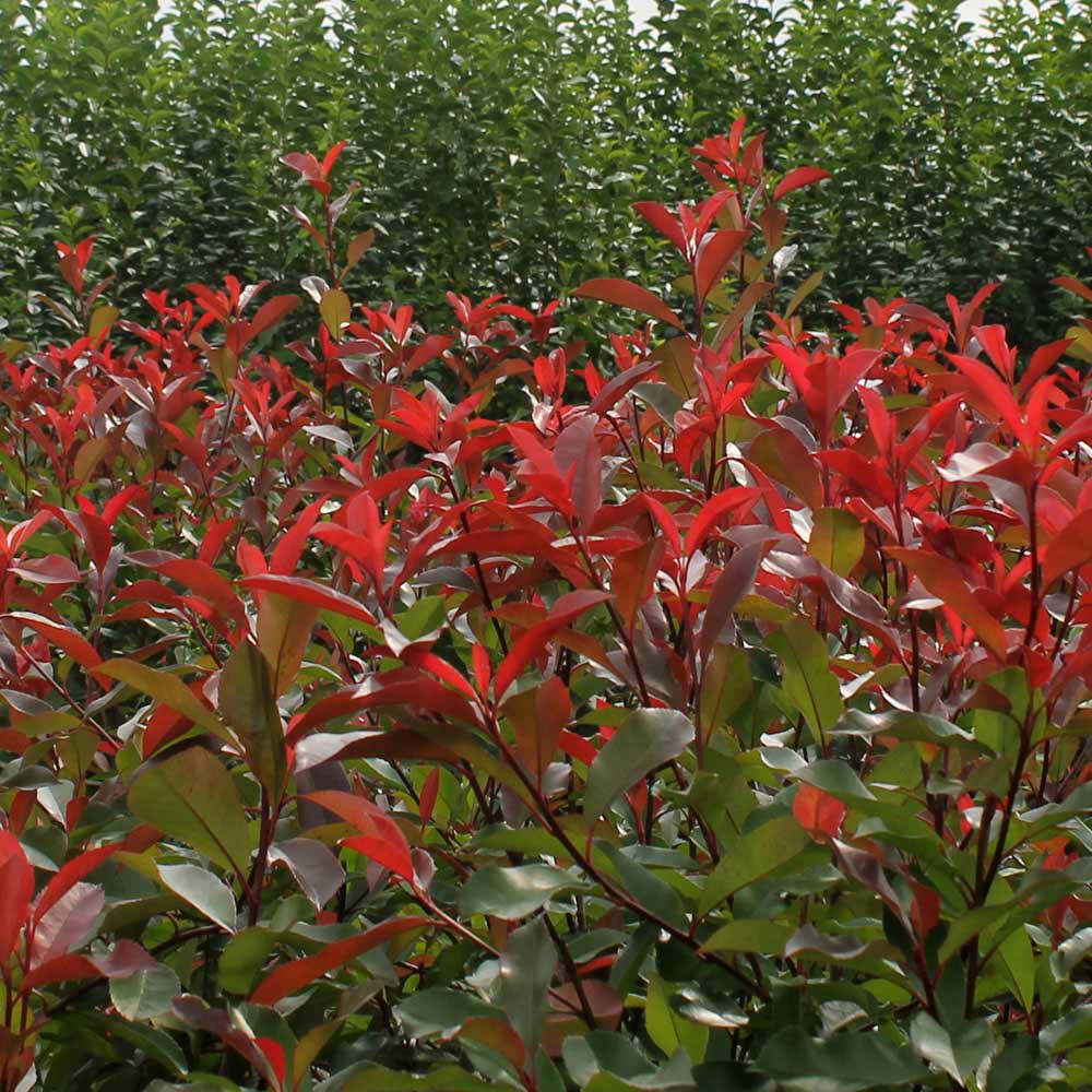 photinia red robin