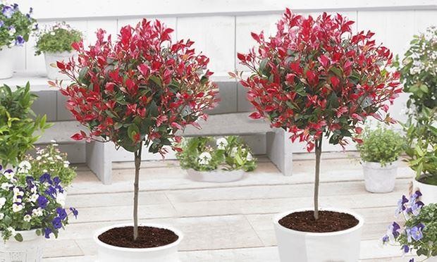 photinia