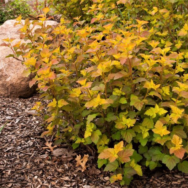 physocarpus amber 1