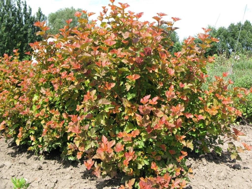 physocarpus amber 2