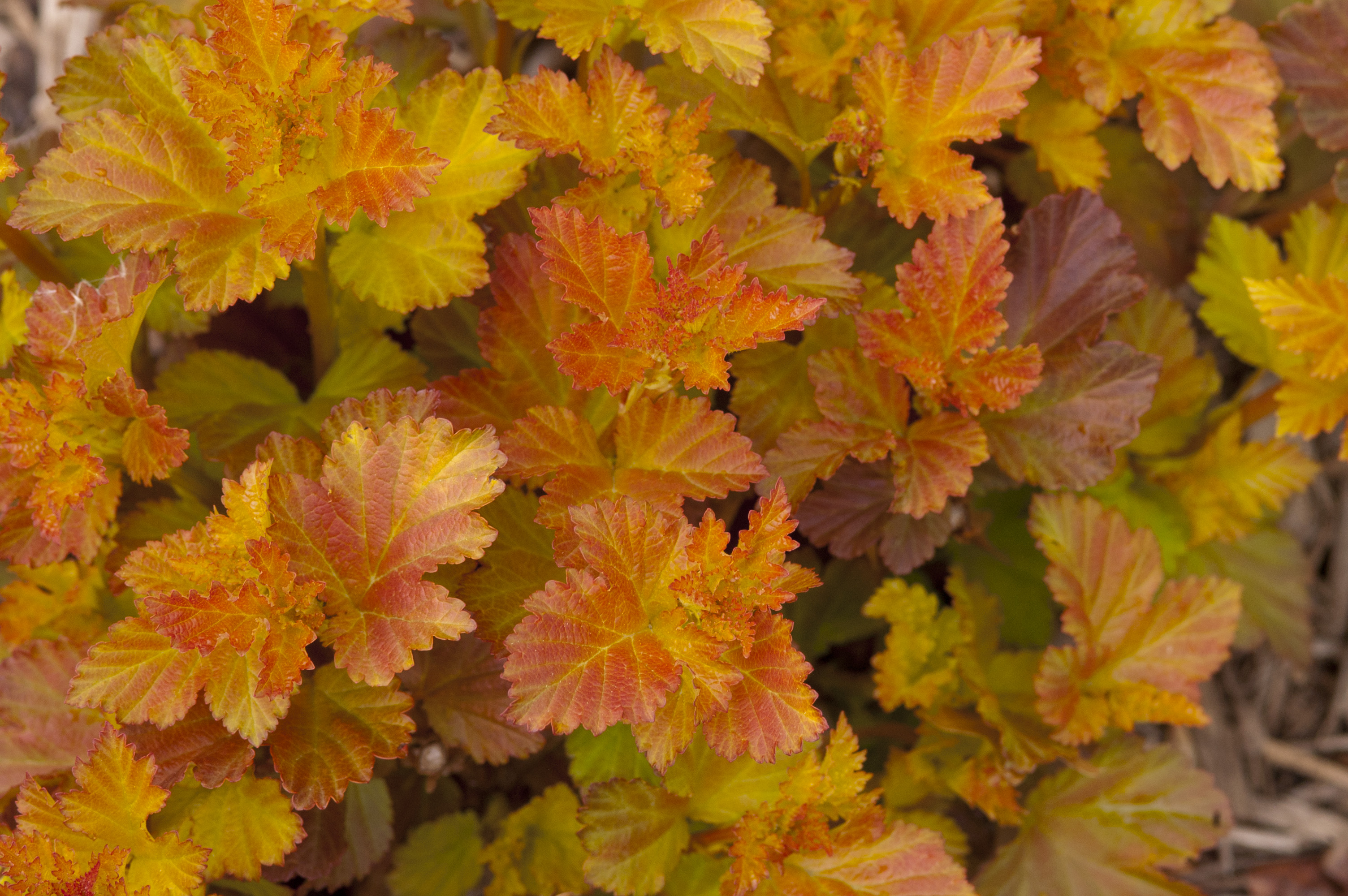 physocarpus amber