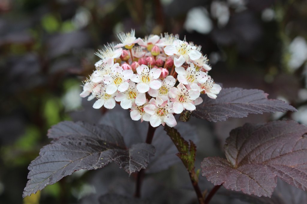 Physocarpus Diablo IMG_5678