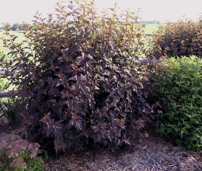 physocarpus diabolo 2