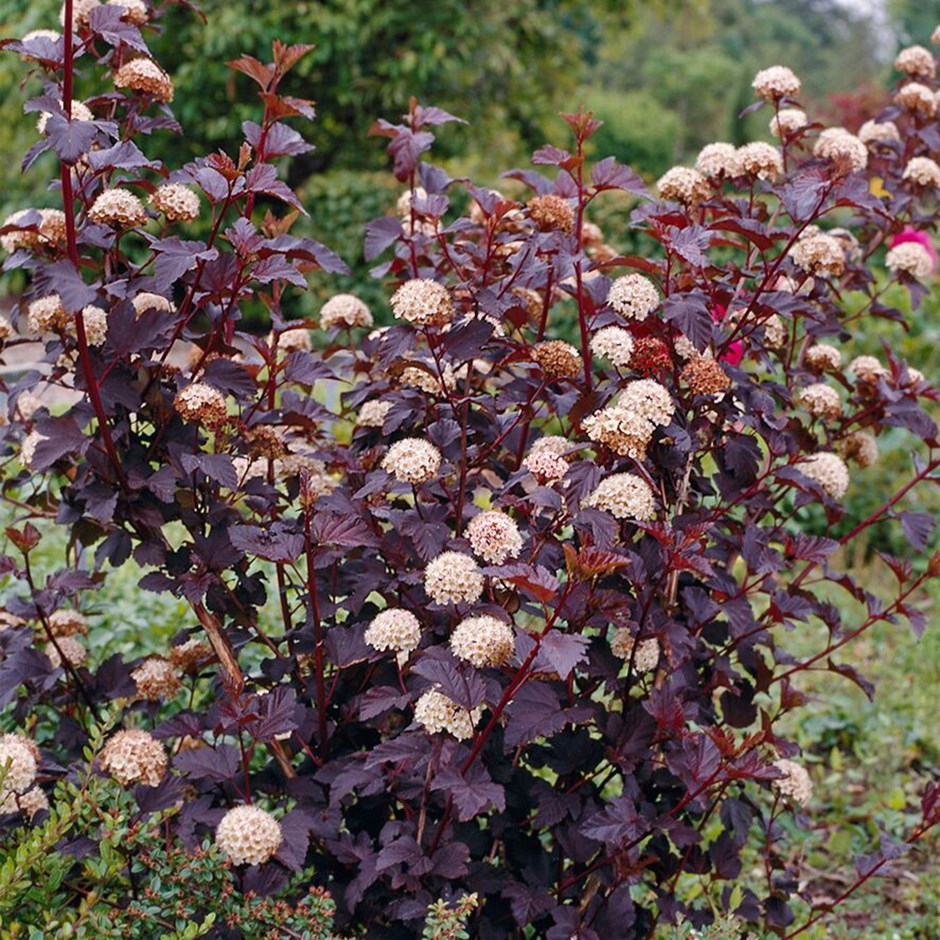 physocarpus diabolo