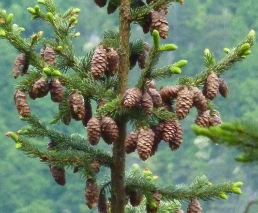 picea omorika 2