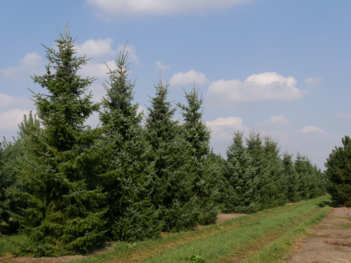 picea omorika
