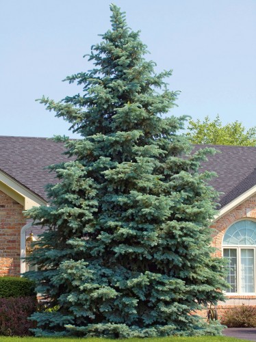 picea pungens glauca 2