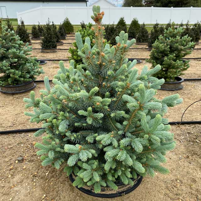 picea pungens glauca semiargintiu