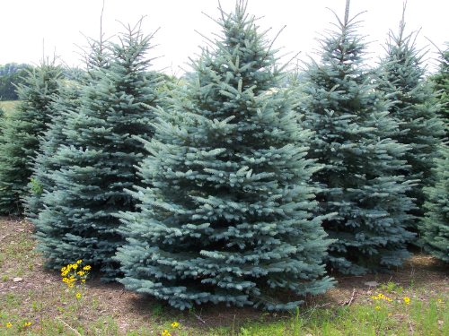 picea pungens glauca
