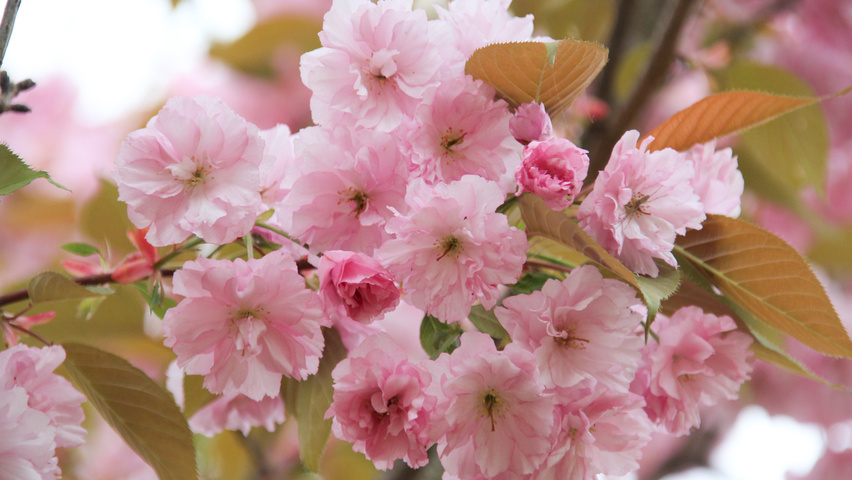 prunus kanzan 2