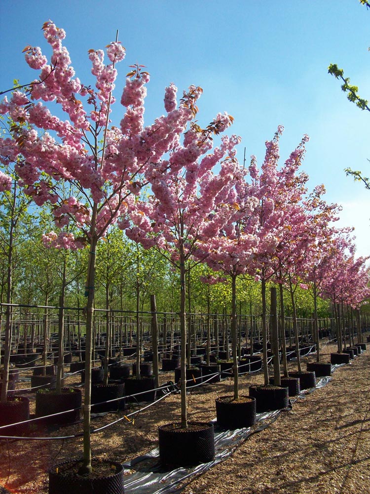 prunus kanzan