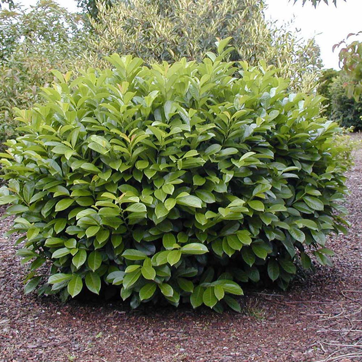 prunus laurocerasus 1