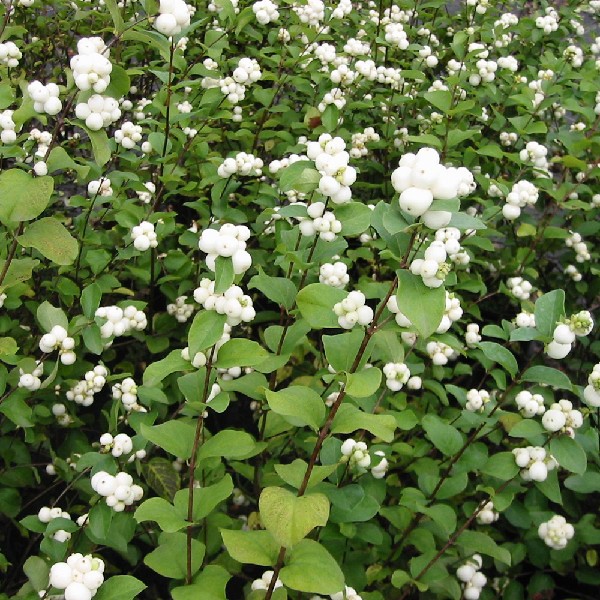 symphoricarpos albus 1