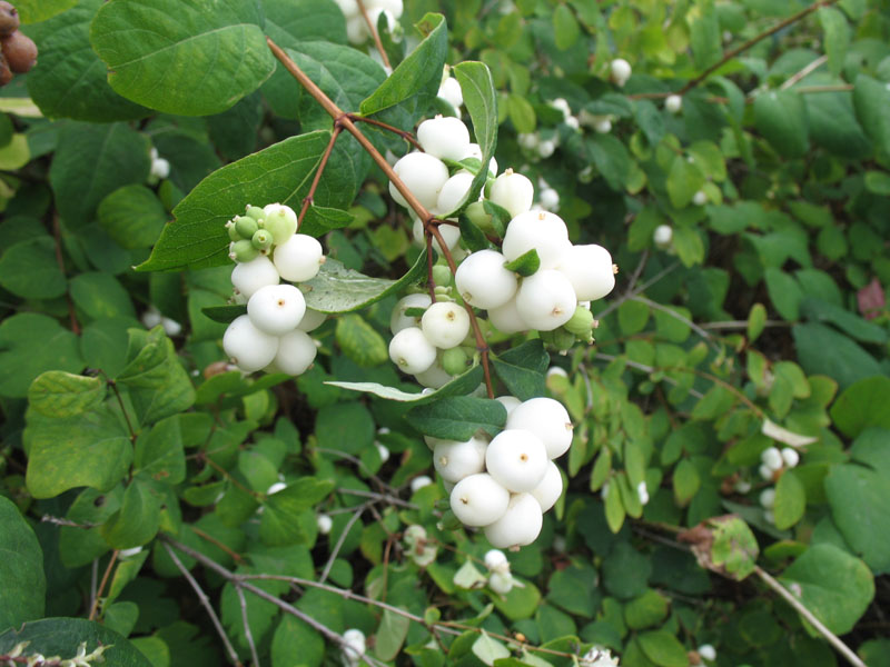 symphoricarpos albus 2