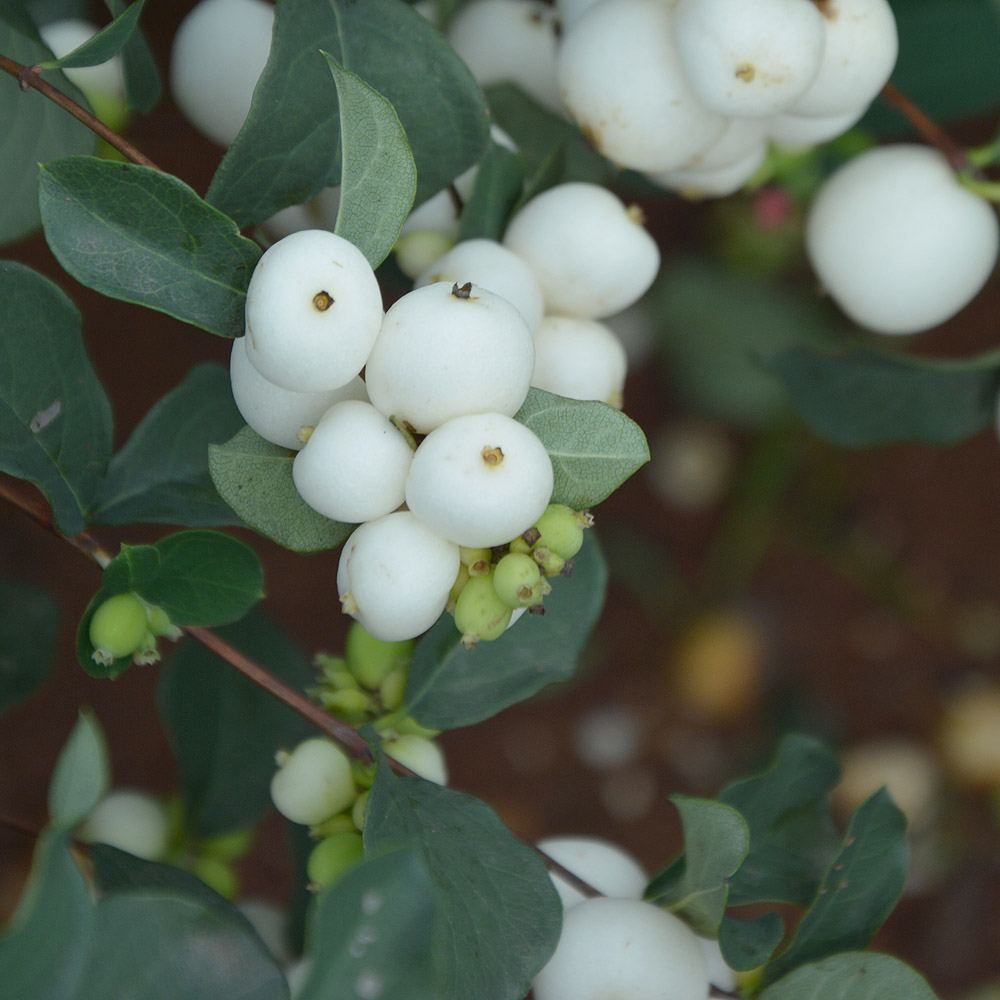 symphoricarpos albus