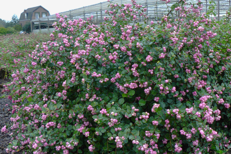 symphoricarpos amethyst 1