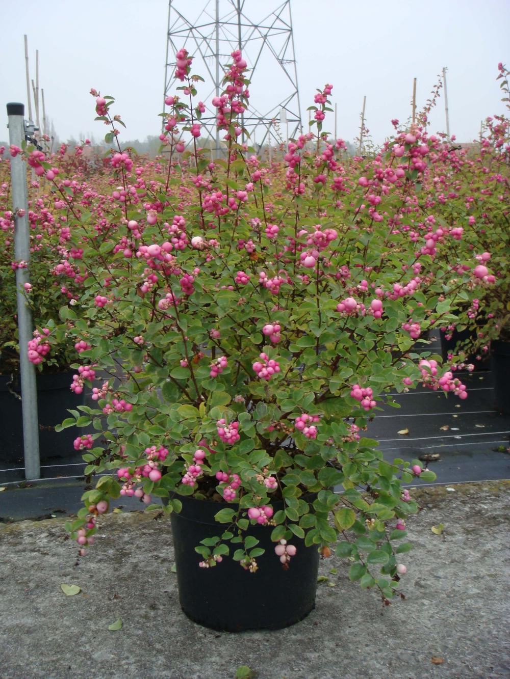 symphoricarpos amethyst 2
