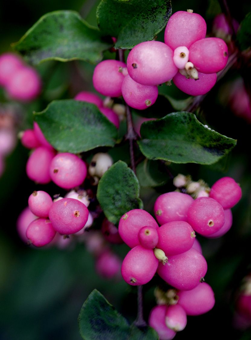 symphoricarpos amethyst