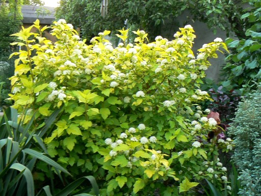 symphoricarpos opulifolius luteus 1