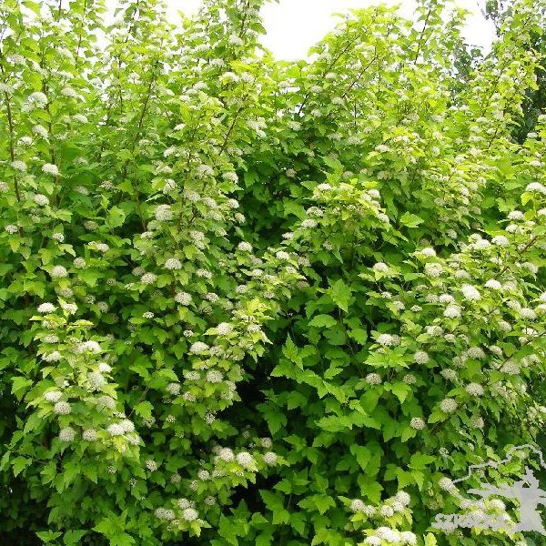 symphoricarpos opulifolius luteus 2