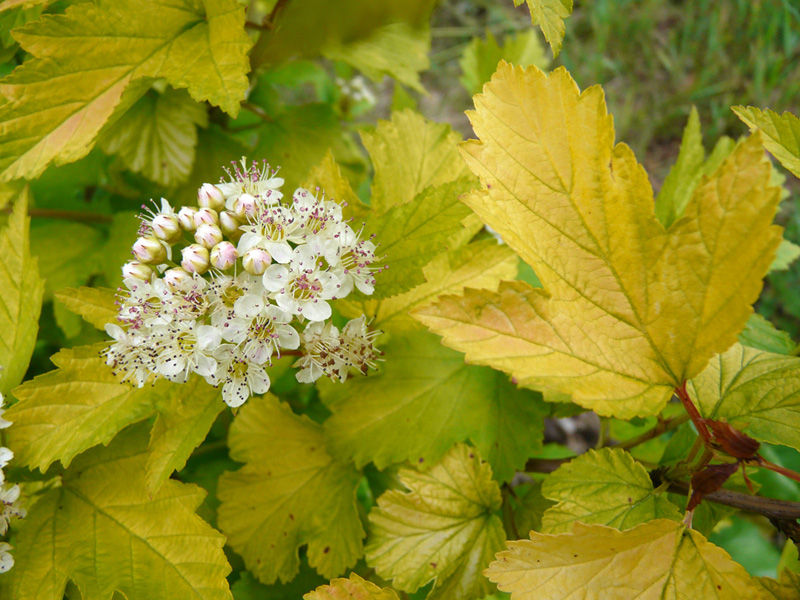 symphoricarpos opulifolius luteus