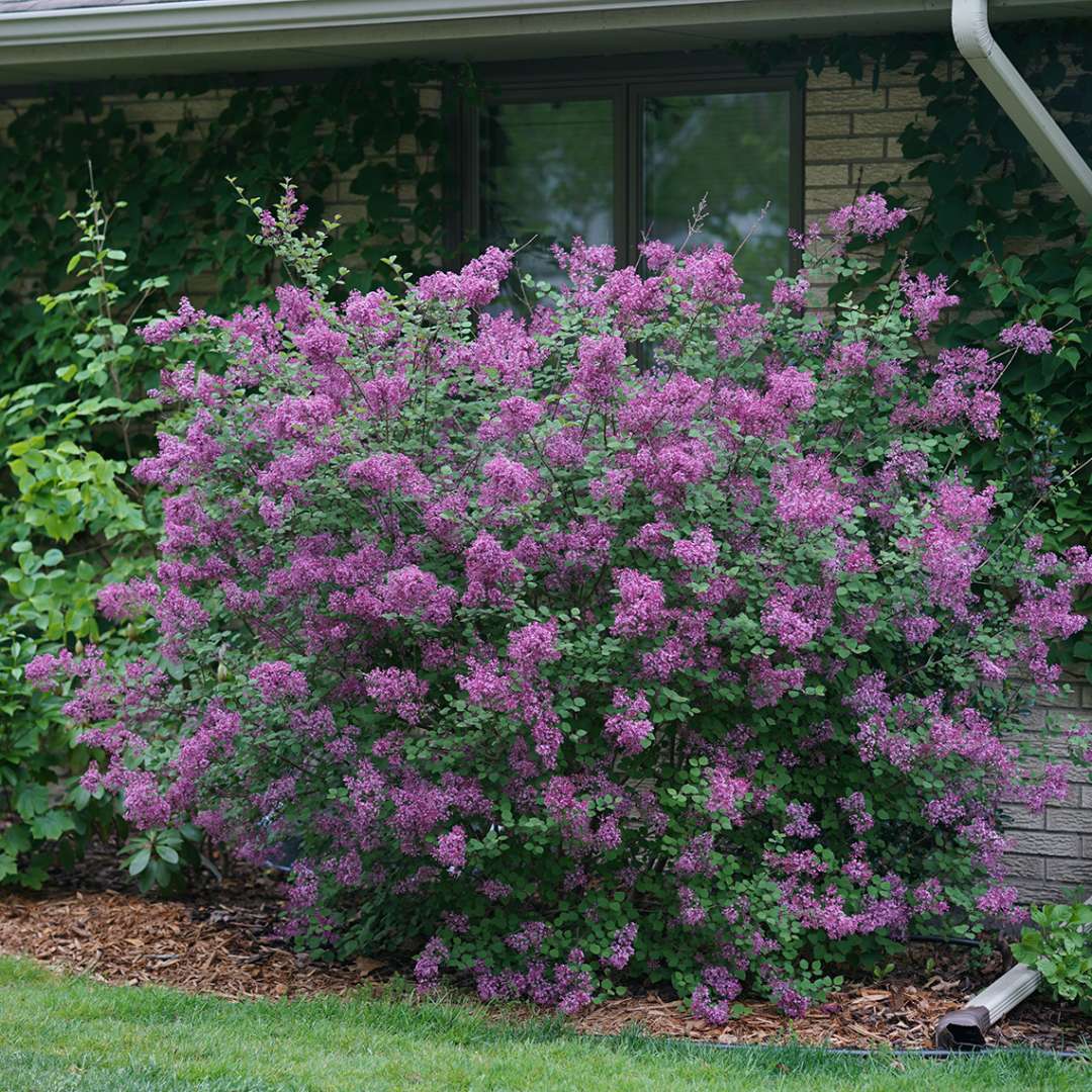 syringa dark purple 1