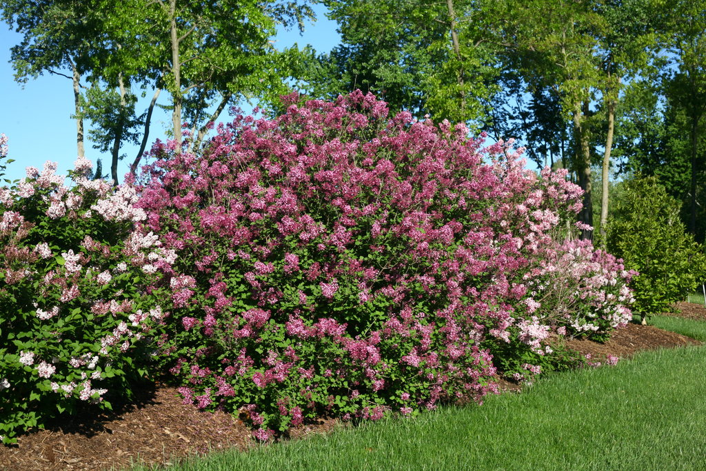 syringa dark purple 2