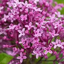 syringa dark purple