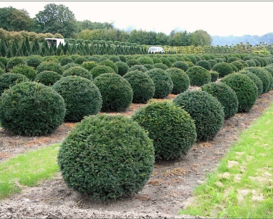 taxus baccata 1