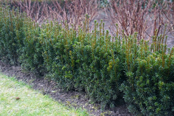 taxus baccata 2