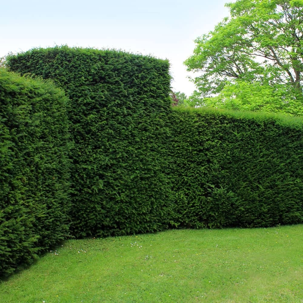 taxus baccata