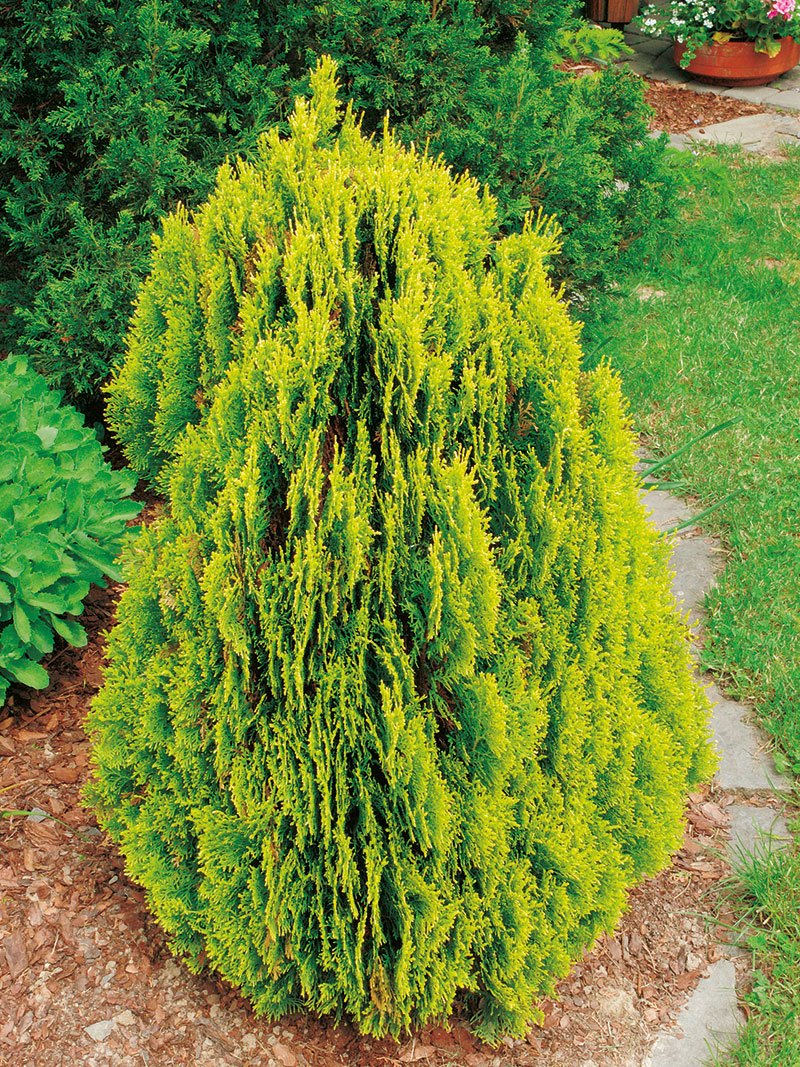 thuja aurea nana 1