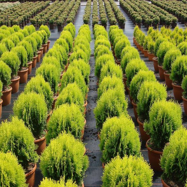 thuja aurea nana 2