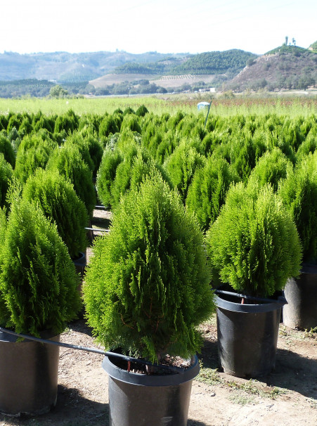 thuja aurea nana