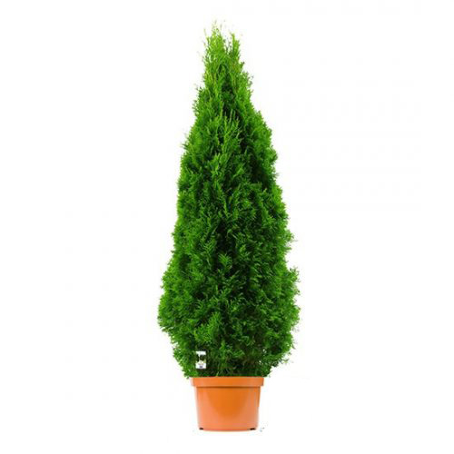 thuja smaragd 1
