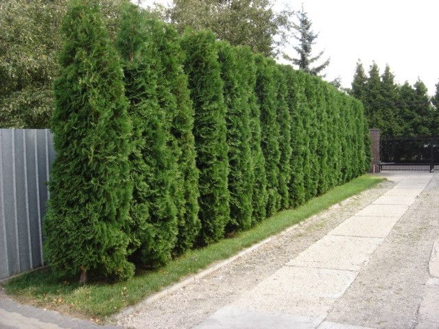 thuja smaragd 2