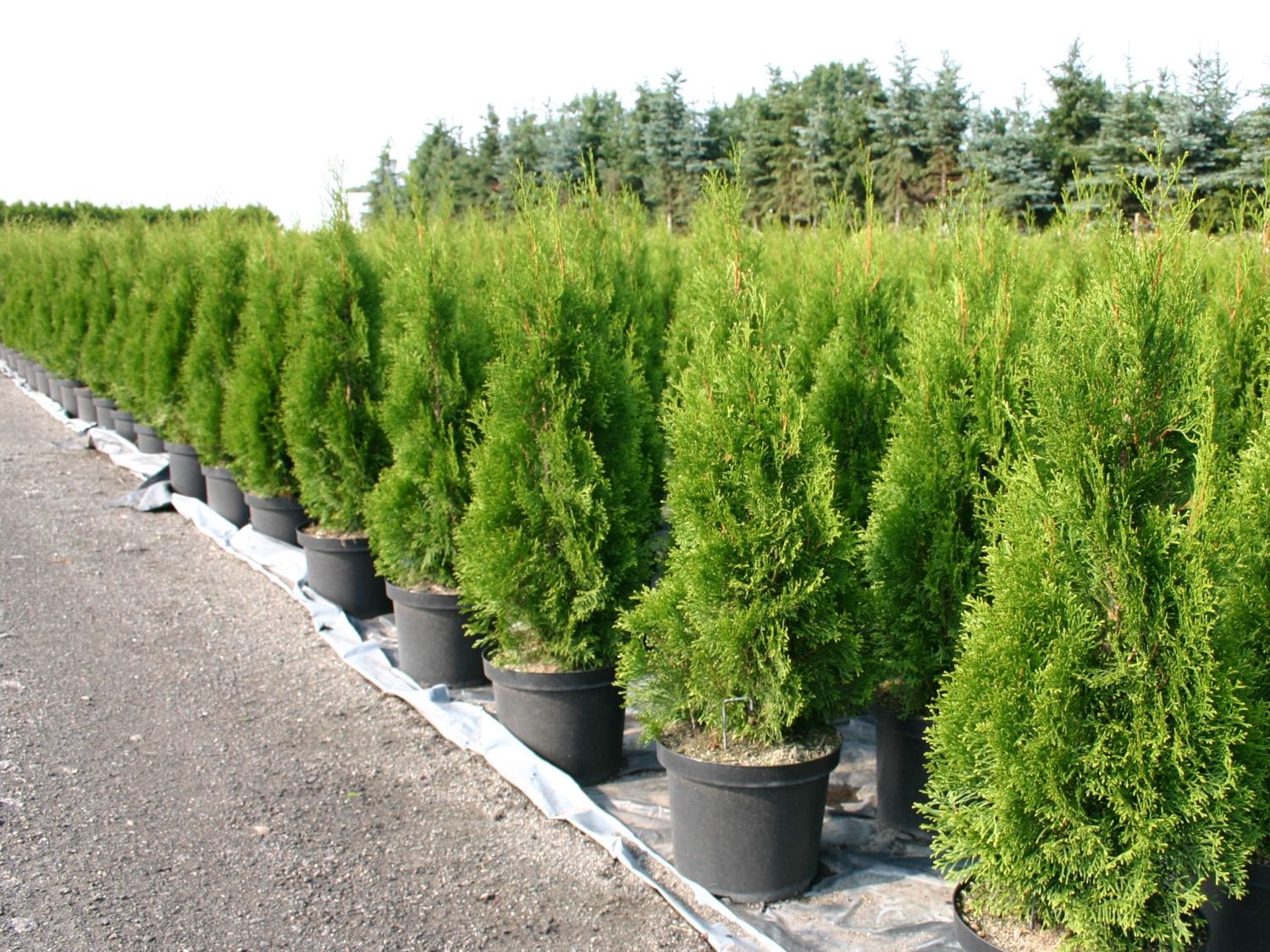 thuja smaragd