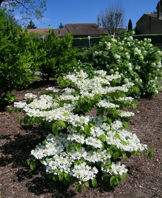 viburnum kilimandjaro 1
