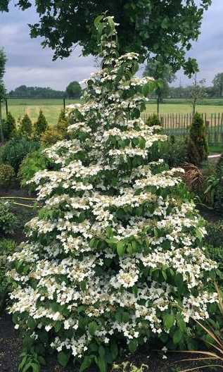 viburnum kilimandjaro 2