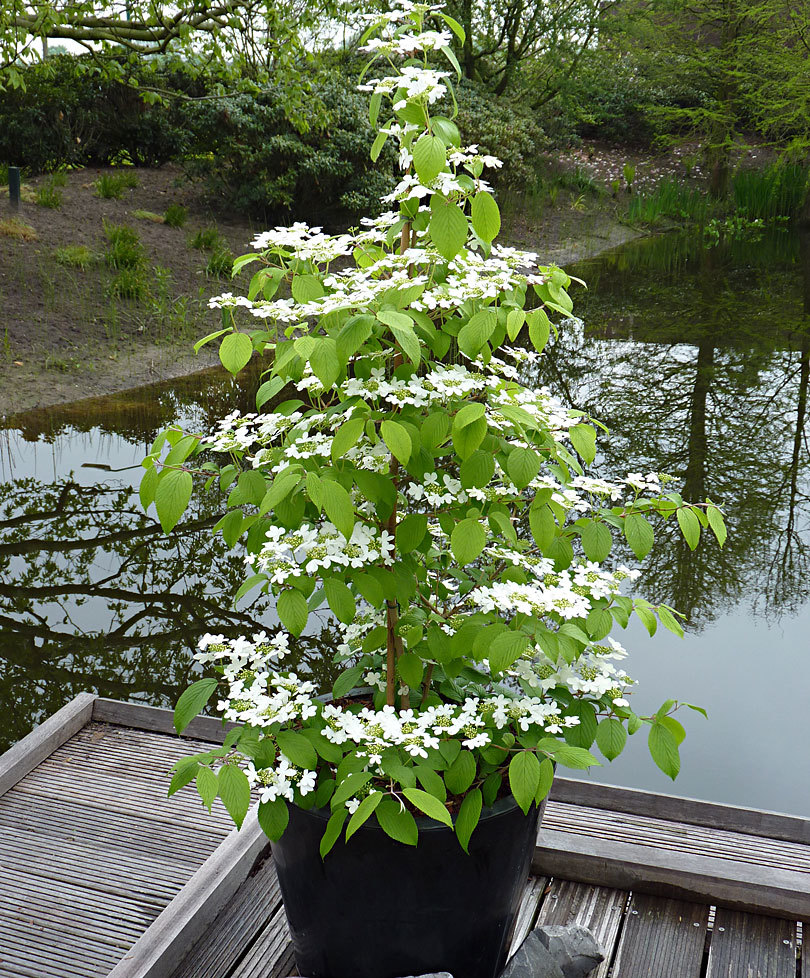 viburnum kilimandjaro