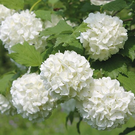viburnum opulus 1
