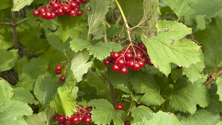 viburnum opulus 2